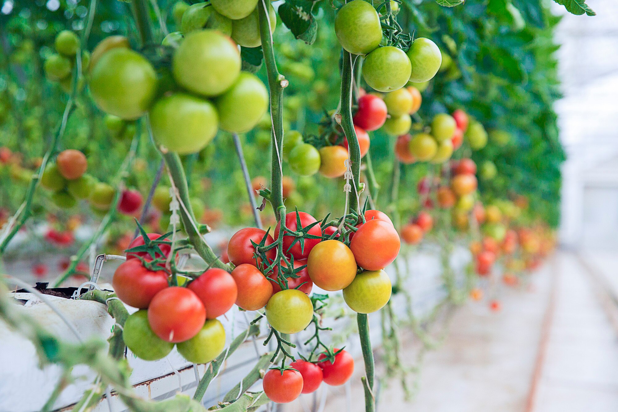 Tomatoes in a greenhouse