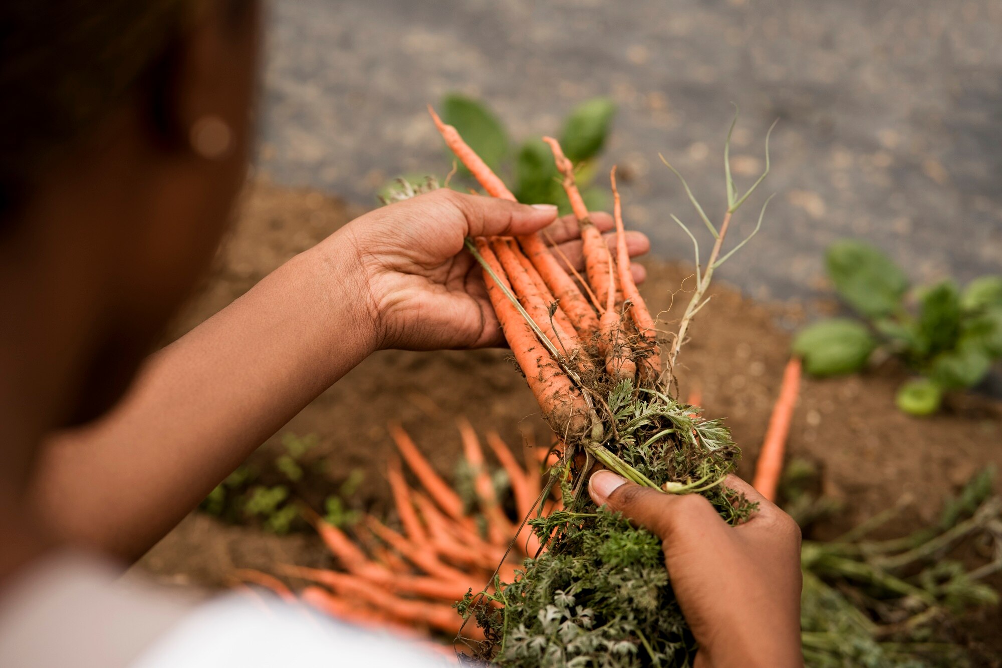 Fresh vegetables harvest