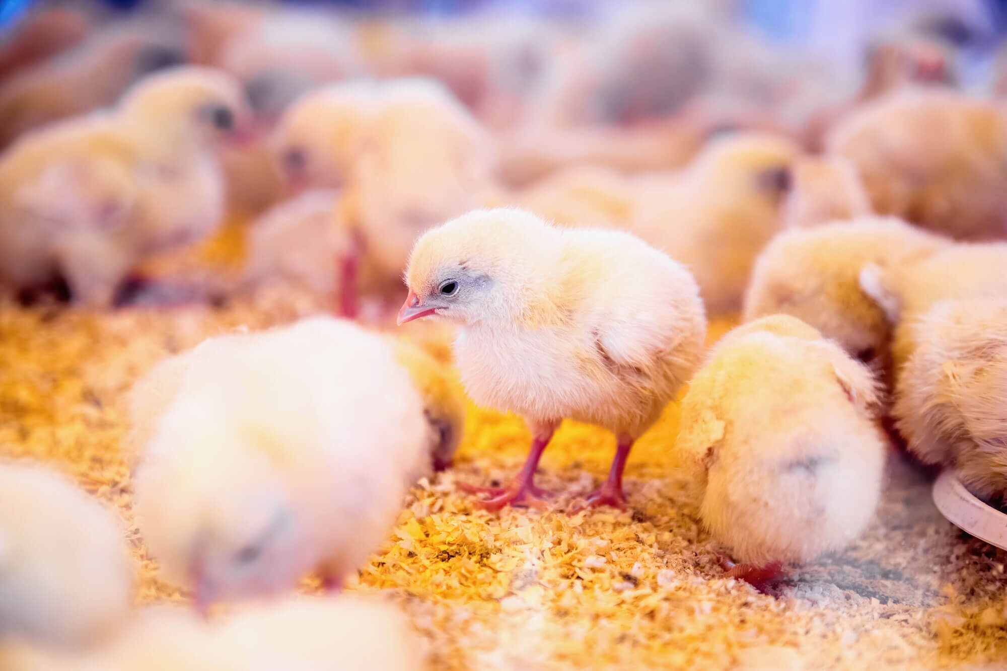 Baby chickens