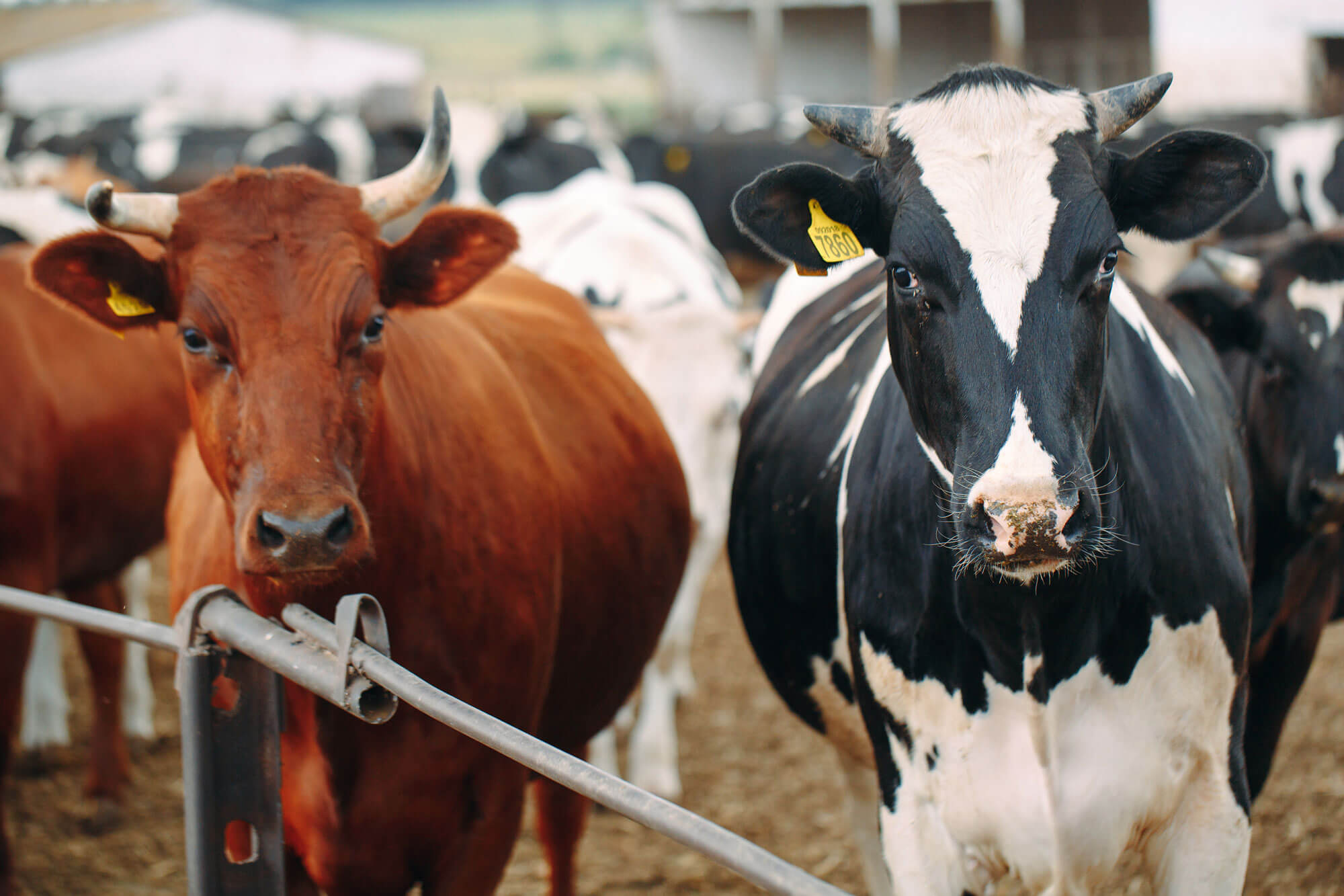 Cattle on a farm