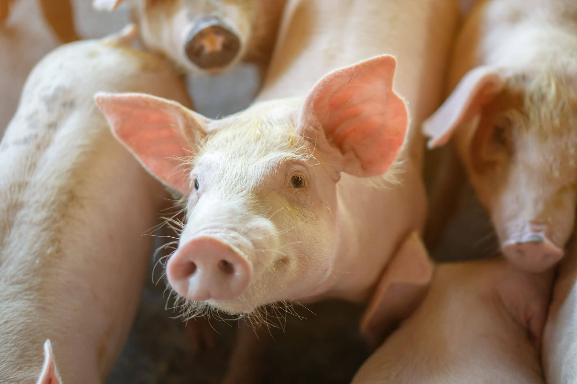 Healthy pigs on a farm